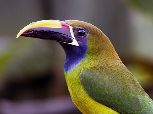 Northern Emerald Toucanet by Larry Pellegrini